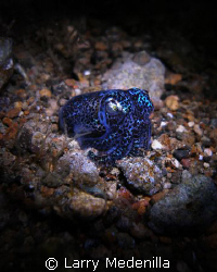 Bobtail on a night dive.  My torch as my light. SP350 Oly... by Larry Medenilla 
